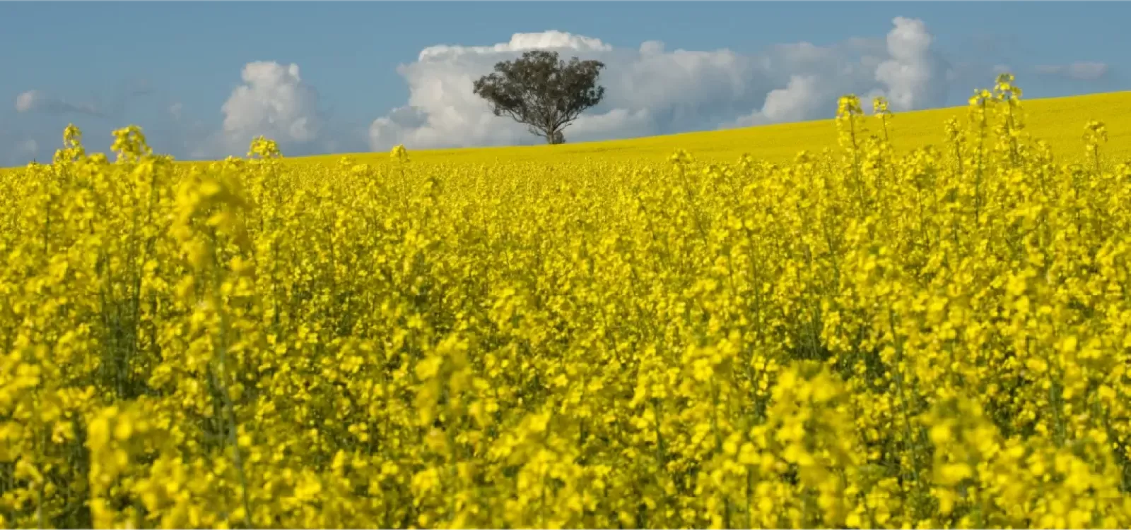 Canola field 